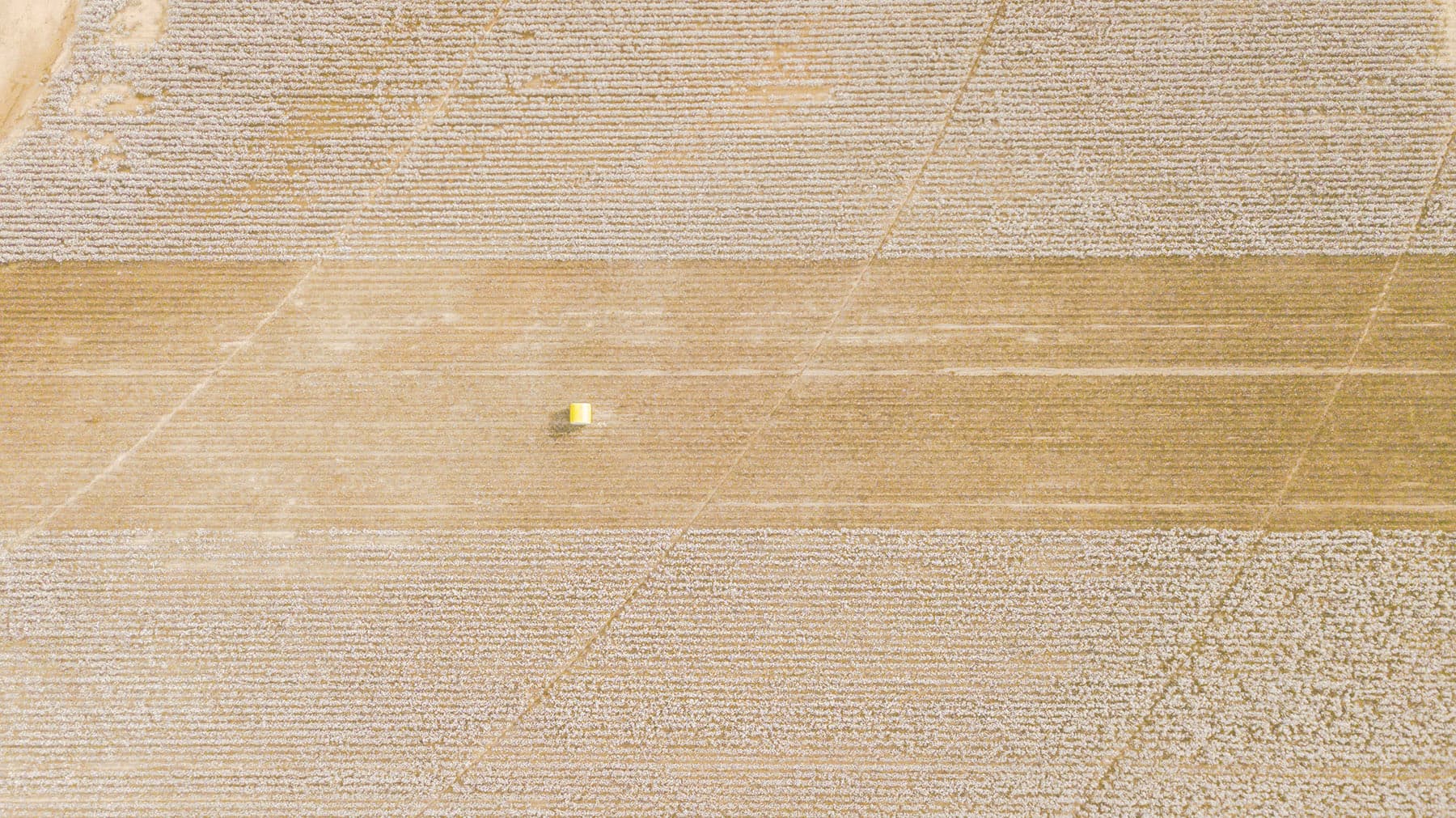 Cotton field birds-eye view